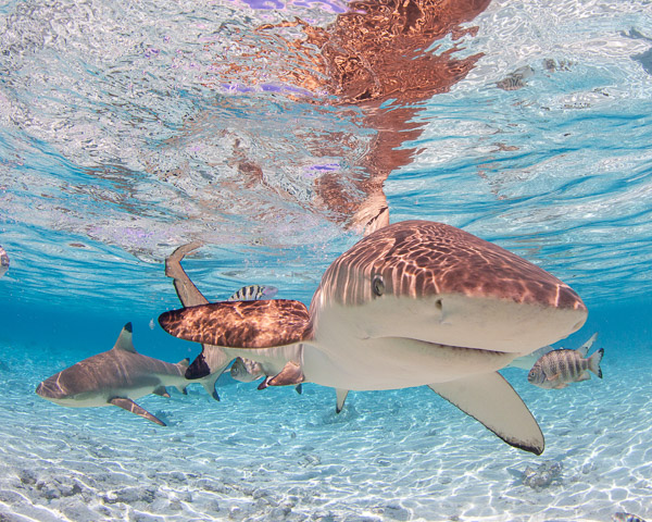 Bora Bora Black Tip Shark