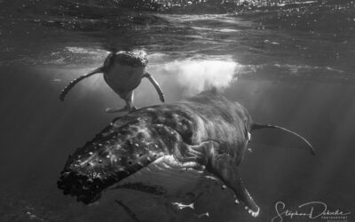 Blissful moment with a Humpback Whale in Bora Bora