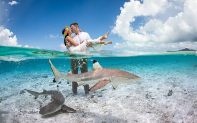 Captivating Encounters: A Photoshoot with Black Tip Sharks in Bora Bora